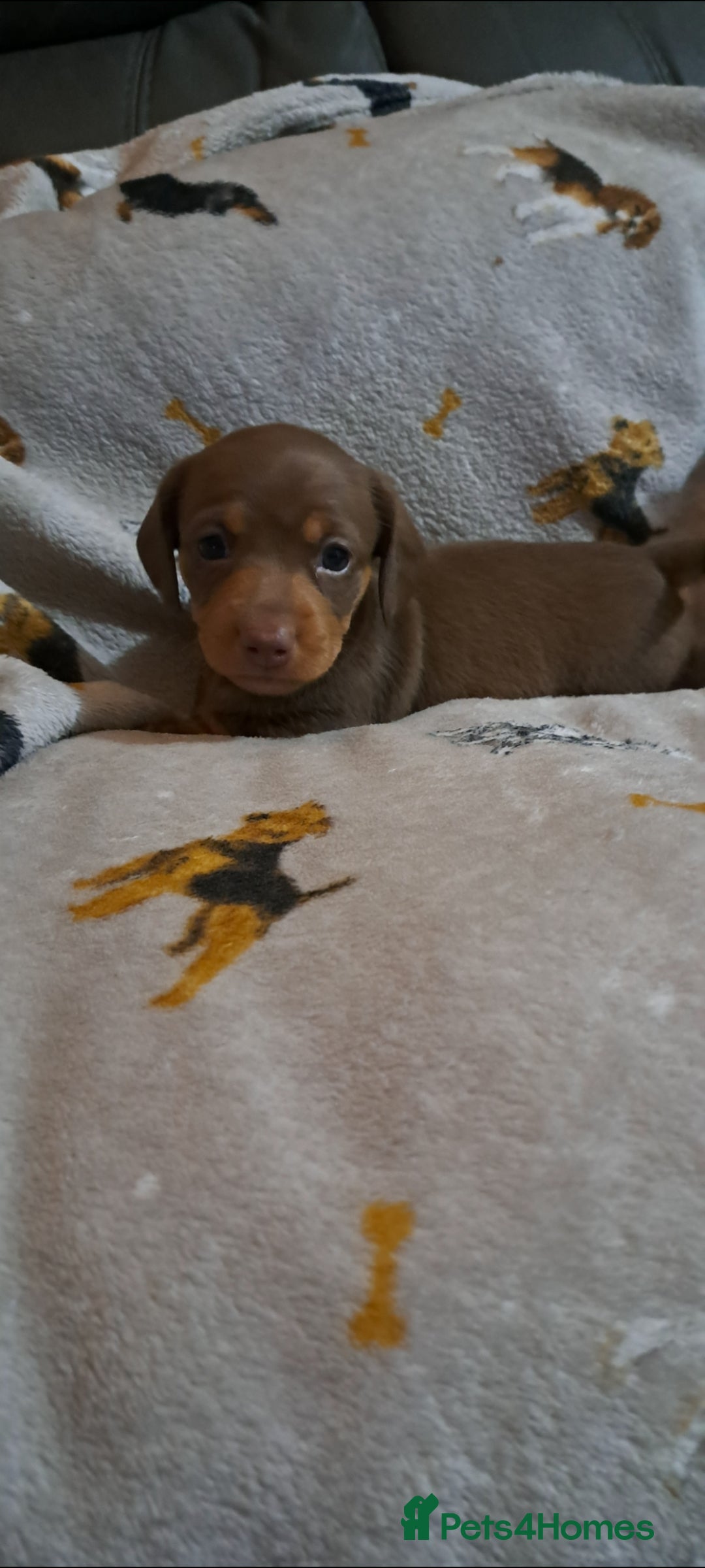 Miniature Dachshund dogs for sale: Stunning Miniature dachshund puppies  - Advert 5