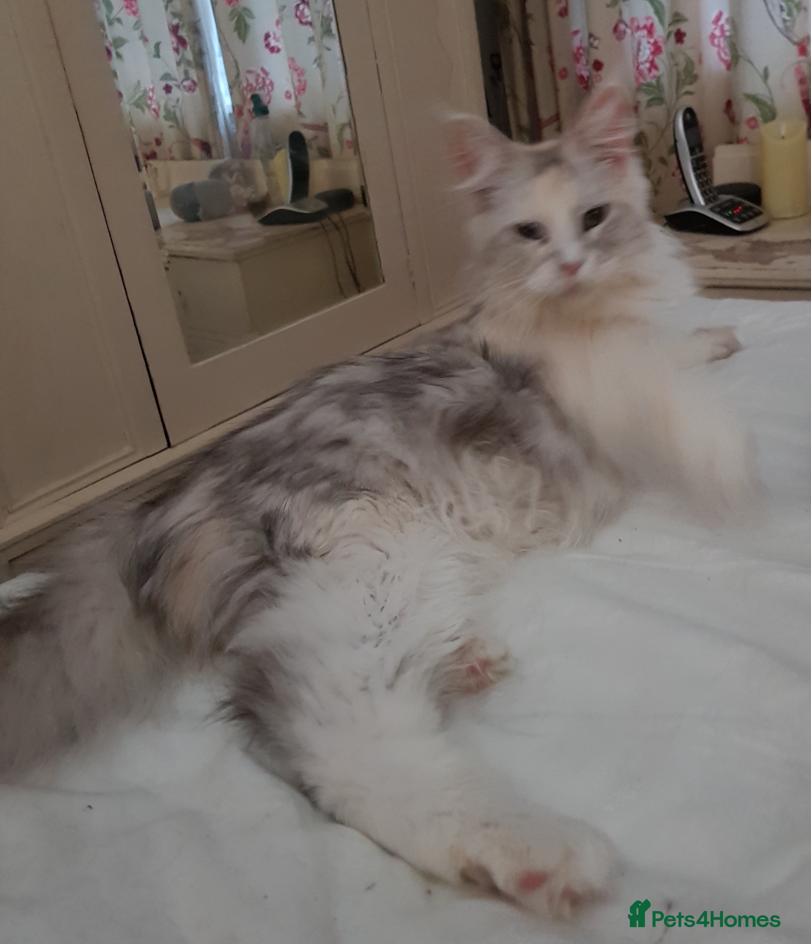 Maine Coon cats TICA registered Maine coons  - Advert 6