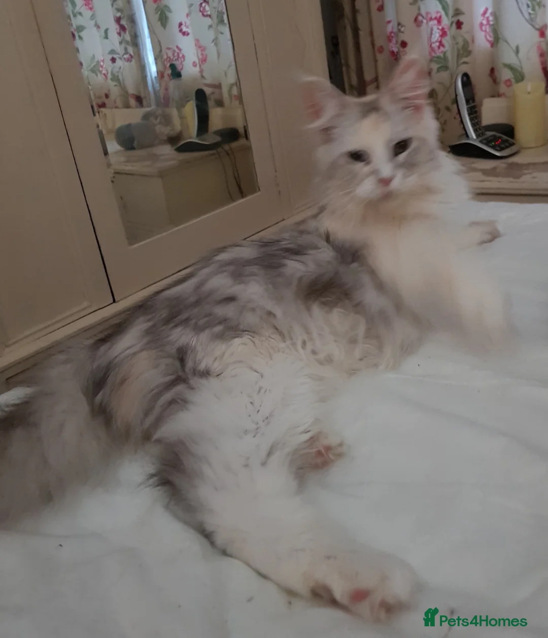 Maine Coon cats for sale: TICA registered Maine coons  - Advert 2