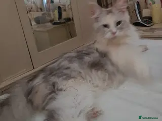 Maine Coon cats TICA registered Maine coons - Advert 6