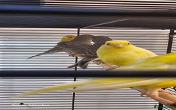 Canaries birds for sale: Irish fancy canary  - Image 3