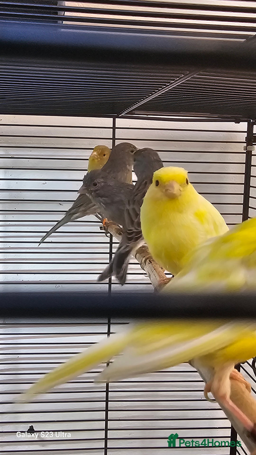 Canaries birds for sale: Irish fancy canary  - Image 3