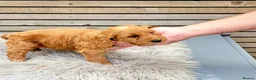 Cockapoo dogs for sale: F1 Cockapoo puppies PRA CLEAR Red in Coalville - Advert 10