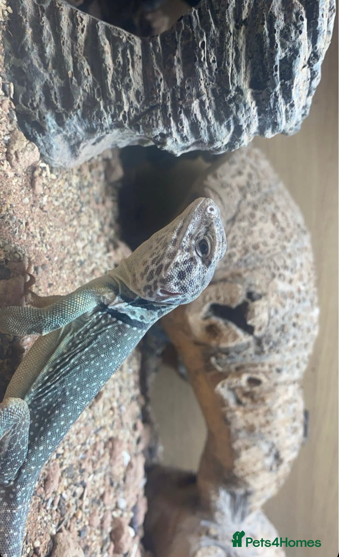 Lizard reptiles for sale: Collared lizard and full set up for sale  - Image 3