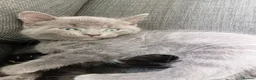 Mixed Breed cats for sale: Grey/blue kitten  - Advert 1