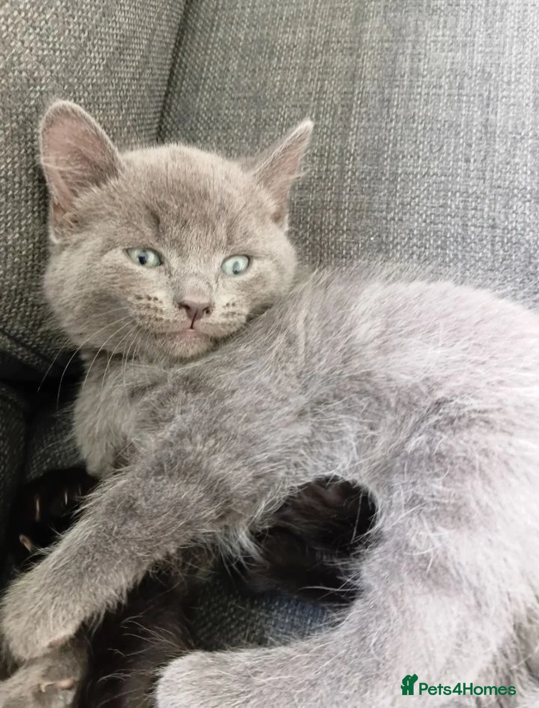 Mixed Breed cats for sale: Grey/blue kitten  - Advert 1