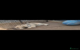 Mixed Breed dogs for adoption: STUMPY. 9kg small corgi type mix - Advert 4