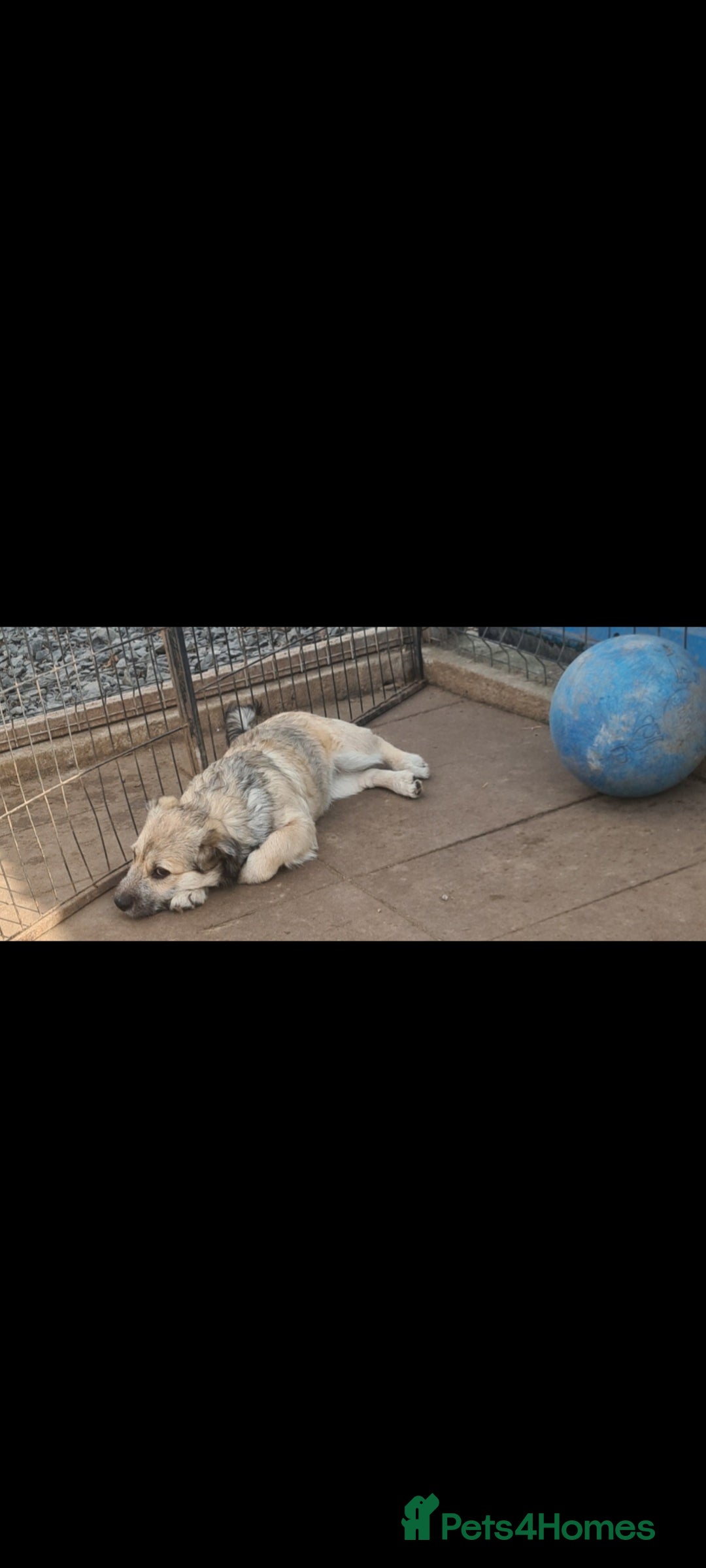 Mixed Breed dogs for adoption: STUMPY. 9kg small corgi type mix - Advert 4