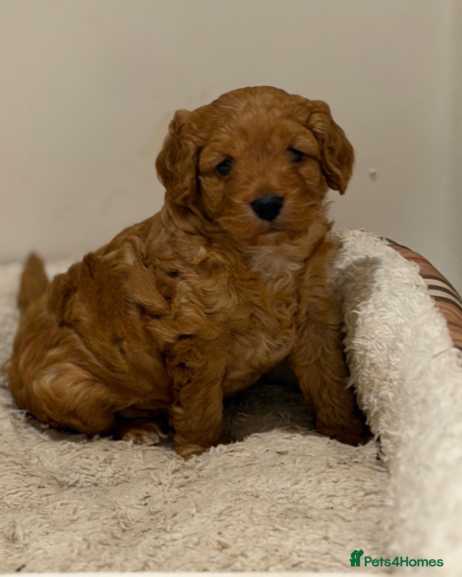 Cockapoo dogs Red boy available due to last minute cancellation - Advert 2