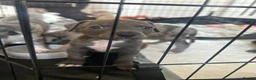 Mixed Breed dogs for sale: Boy and girl puppies  - Advert 5