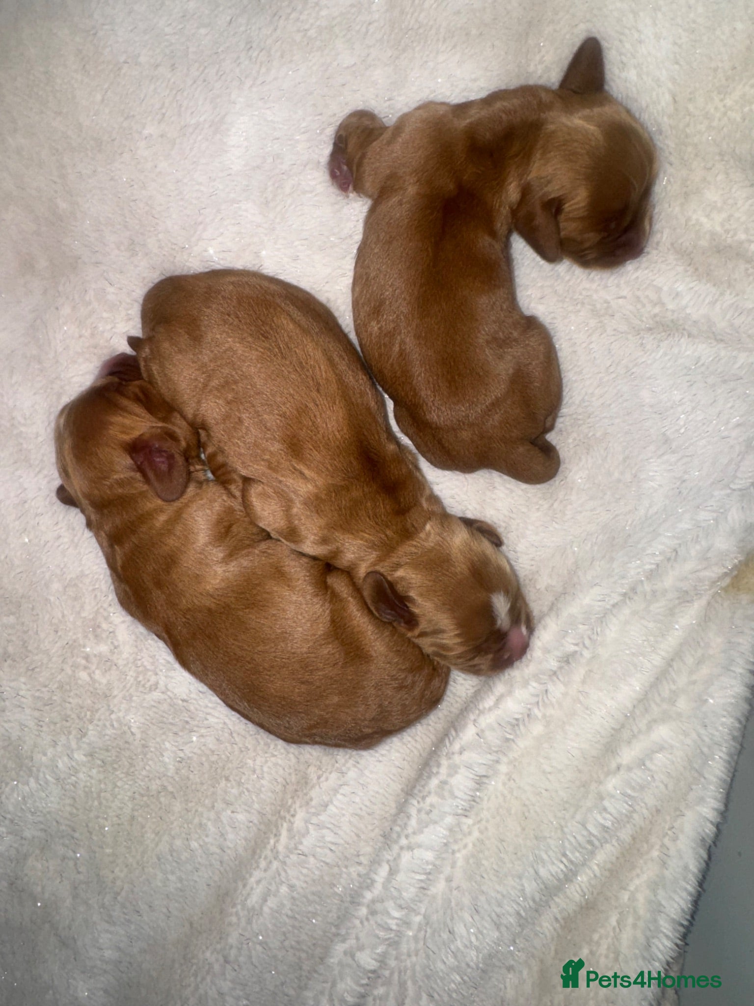Cocker Spaniel dogs KC COCKER SPANIELS  - Advert 2