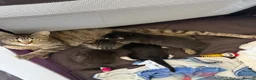 Mixed Breed cats for sale: 3 beautiful boys available  in Romsey - Advert 2