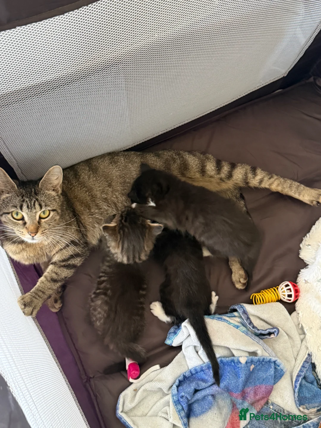 Mixed Breed cats for sale: 3 beautiful boys available  in Romsey - Advert 2