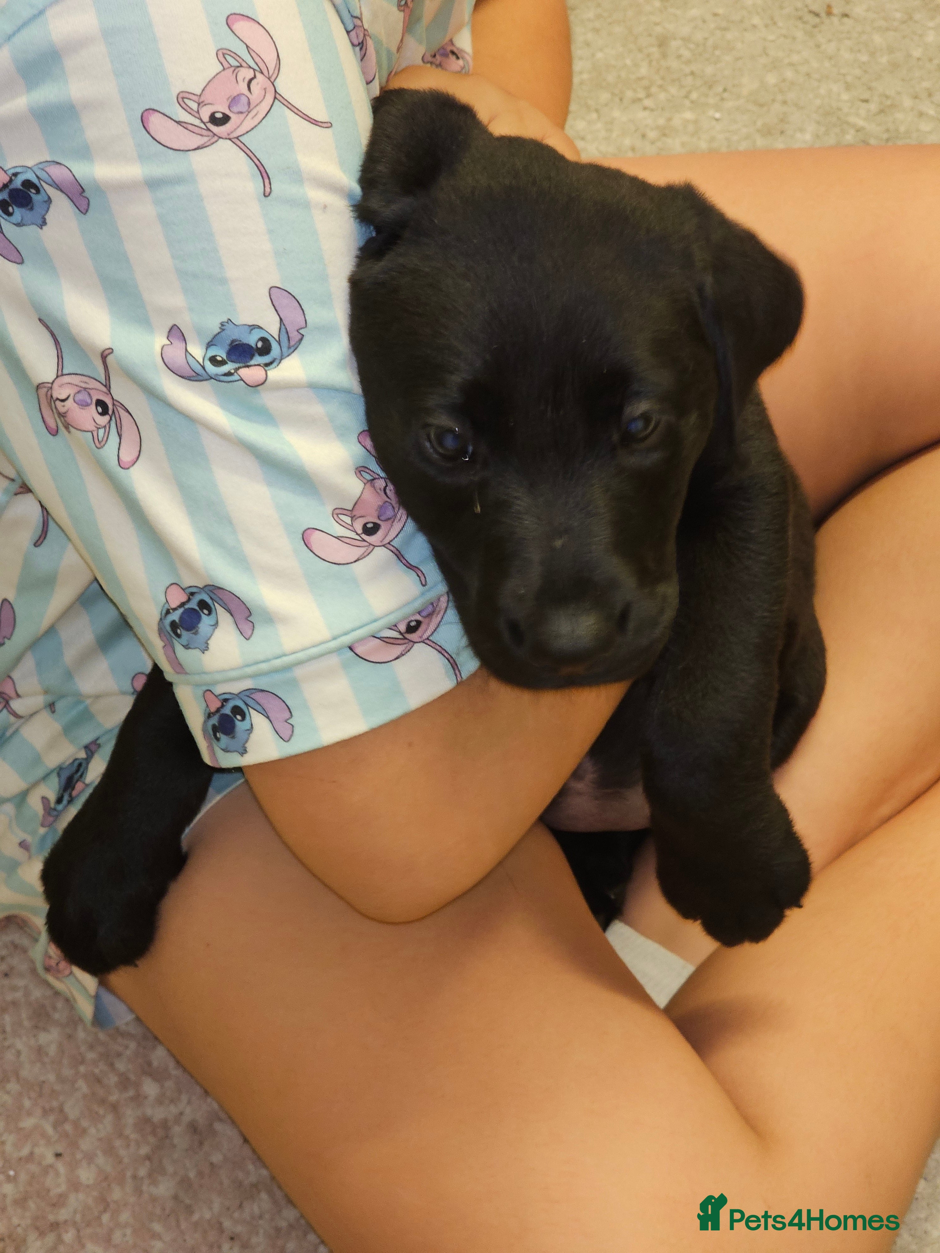 Labrador Retriever dogs Labrador puppies - Advert 4