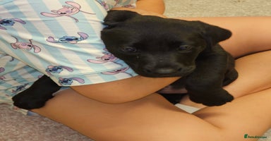 Labrador Retriever dogs - Advert 7