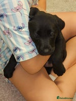 Labrador Retriever dogs - Advert 7