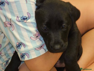 Labrador Retriever dogs Labrador puppies - Advert 7