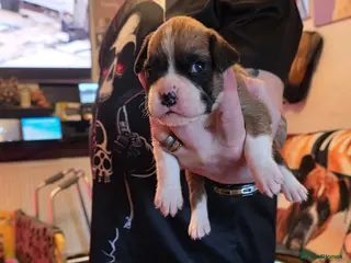 Boxer dogs Kc boxers for sale - Advert 9