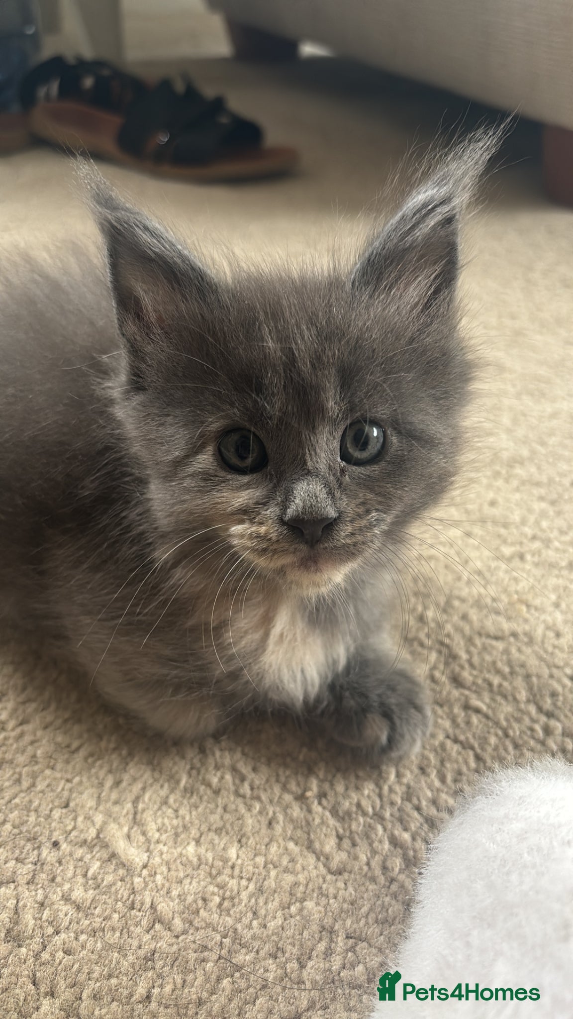 Maine Coon cats for sale: 8 Maine coon kittens - Advert 3