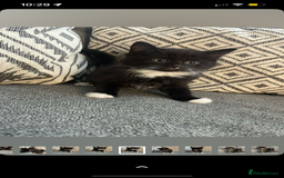 British Shorthair cats for sale: 3 boy kittens for sale  - Image 6