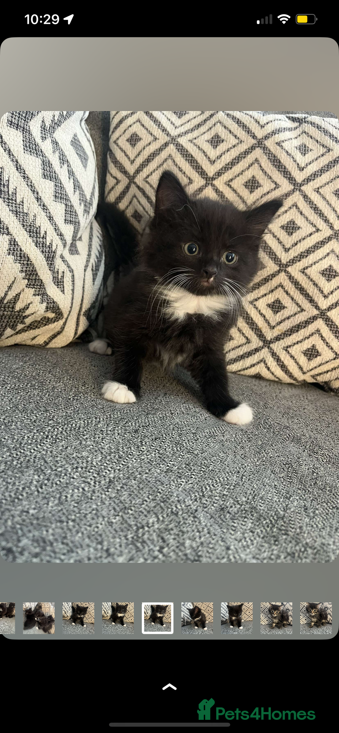 British Shorthair cats for sale: 3 boy kittens for sale  - Image 6