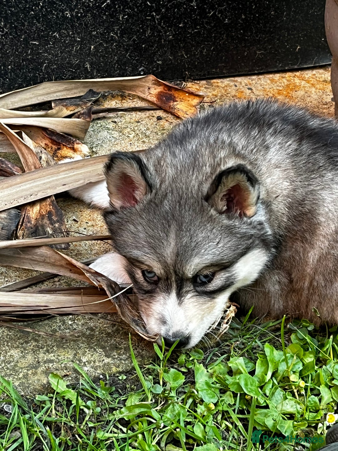 Siberian Husky dogs for sale: Beautiful husky  - Image 10
