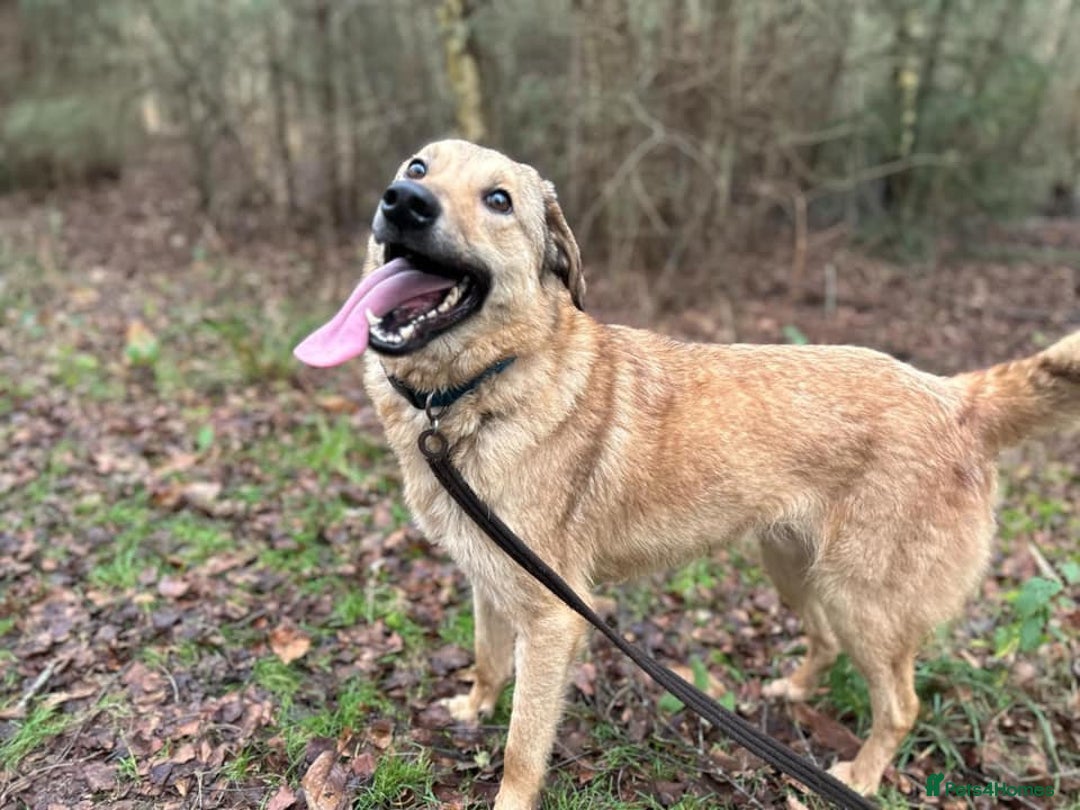Mixed Breed dogs for adoption: Pettern - Norwich Norfolk  - Image 16