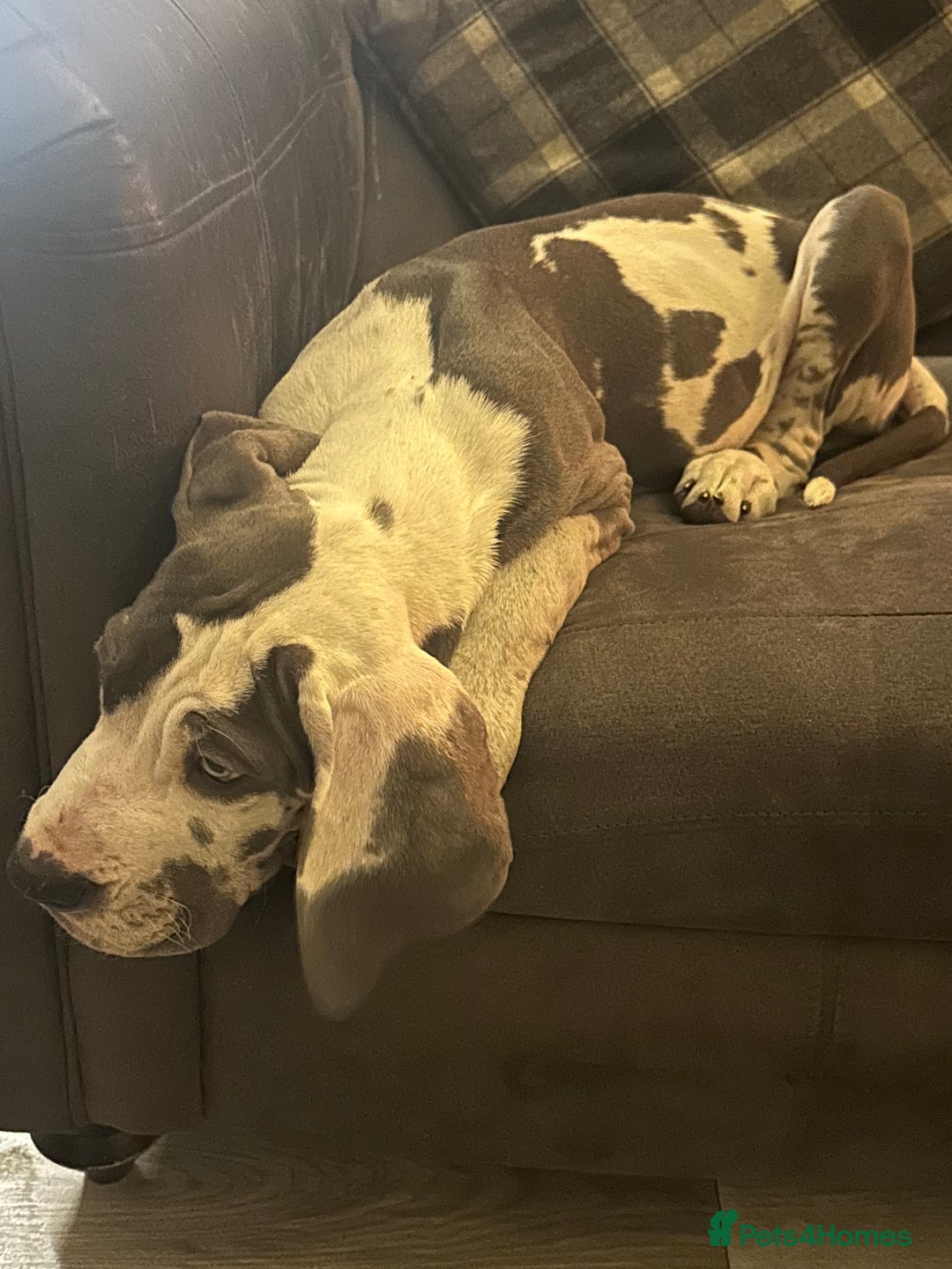 Great Dane dogs for sale: Reduced***** KC registered blue Great Dane puppies - Advert 26