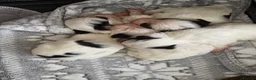Biewer Terrier dogs for sale: Biewer Terrier  - Advert 6