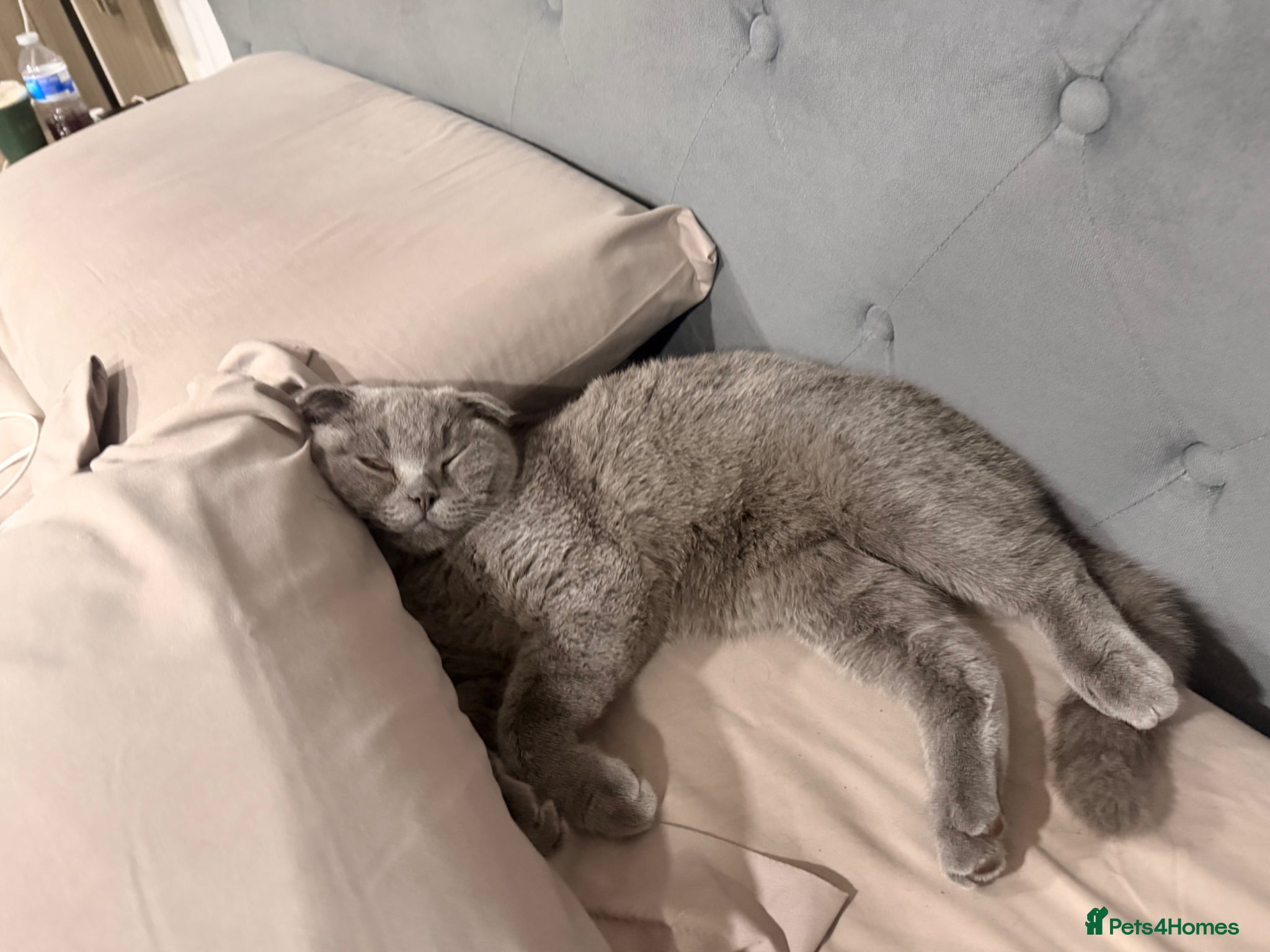 Scottish Fold cats Scottish fold grey  - Advert 2