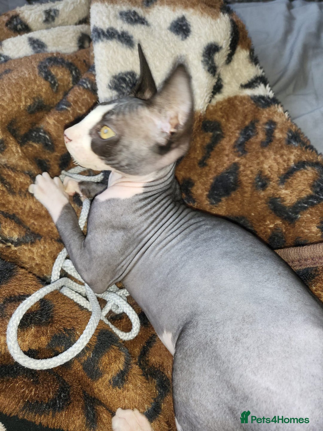 Sphynx cats for sale: Male sphynx kitten. Ready to rehome  - Image 2