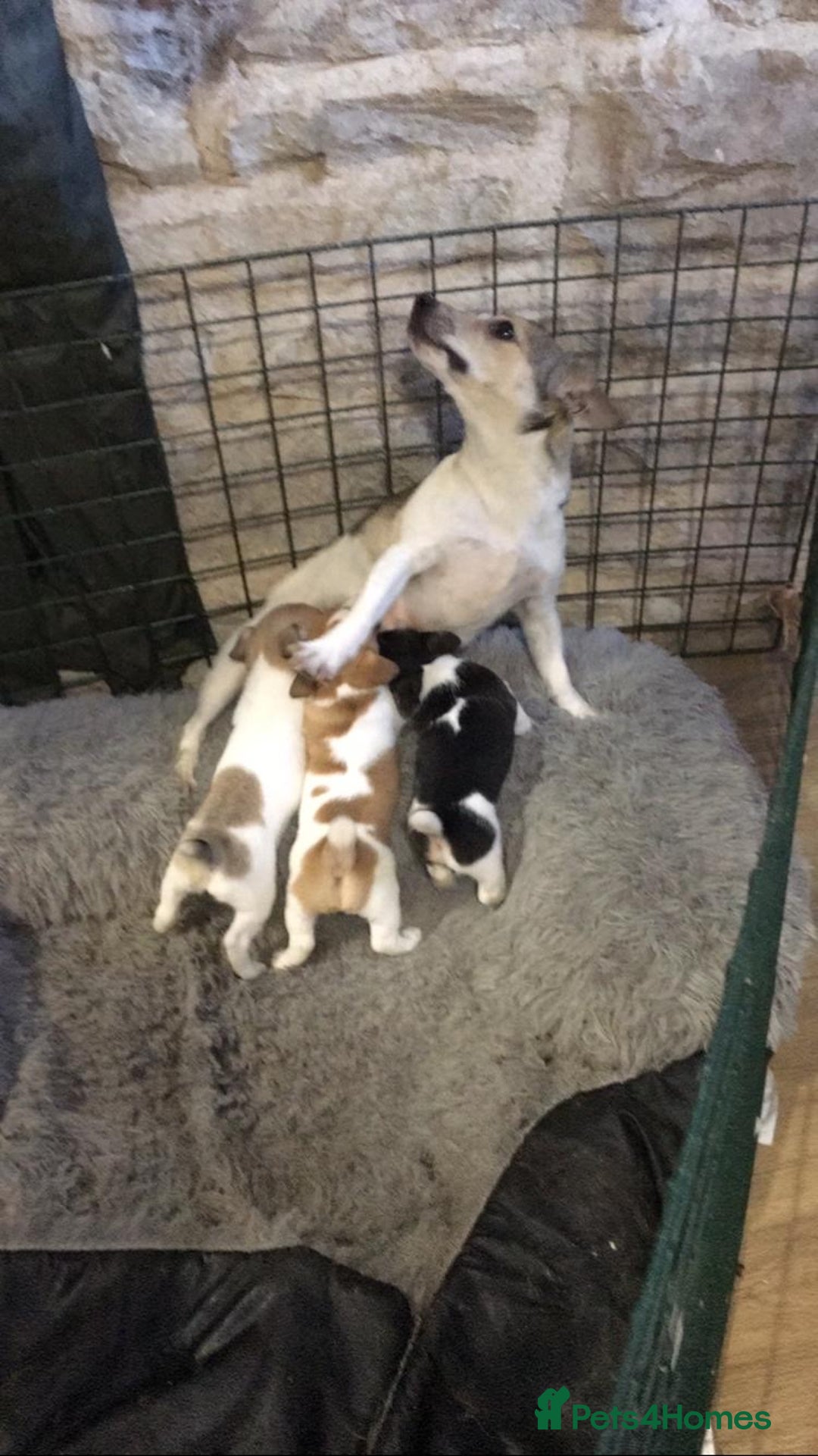 Jack Russell dogs for sale:  Jack Russell Puppies – Ready for 5⭐ Homes! 🐾 - Image 2