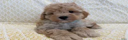 Maltipoo dogs for sale: Beautiful happy health tested,Maltipoo fur babies  - Advert 1