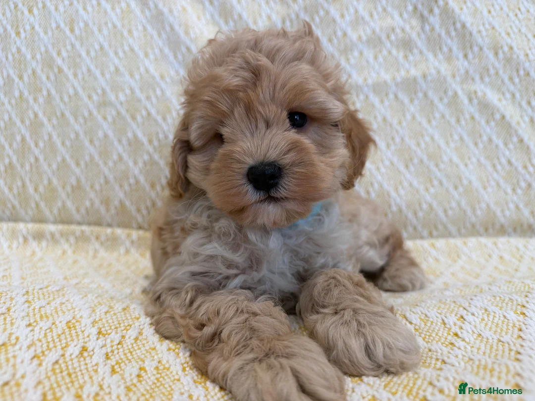 Maltipoo dogs for sale: Beautiful happy health tested,Maltipoo fur babies  - Advert 1