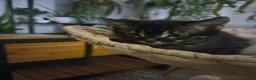 Bengal cats for sale: Bengal kittens ready for their forever homes  - Advert 10