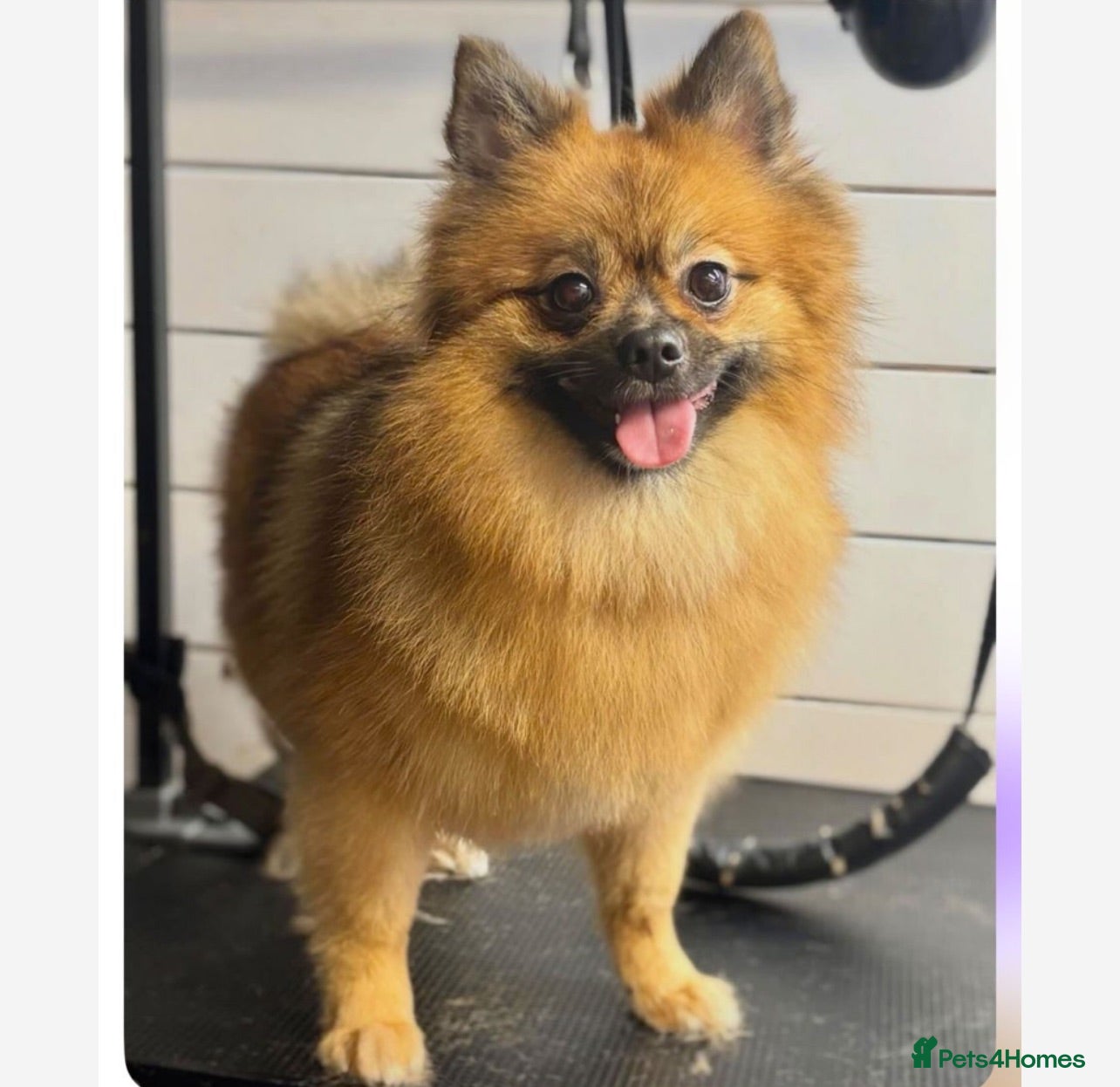 Pomeranian dogs Pomerian puppies available  - Advert 4