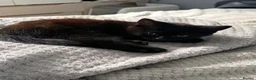 Mixed Breed cats for sale: Adorable black kittens  - Advert 5