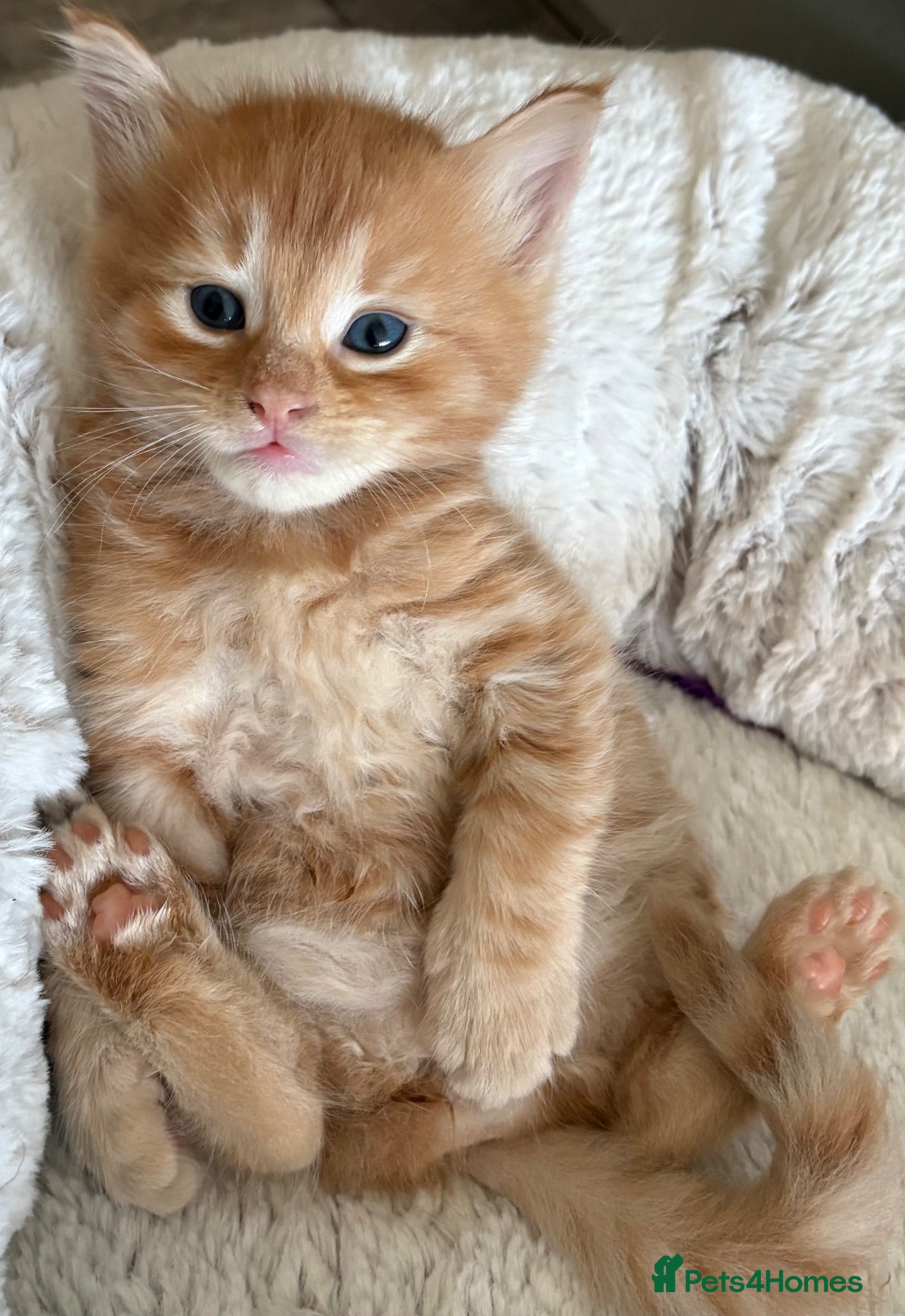 Mixed Breed cats Beautiful Ragdoll Cross Kittens - Advert 2