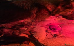 German Shepherd dogs for sale: German shepherd puppies - Stunning - Advert 2