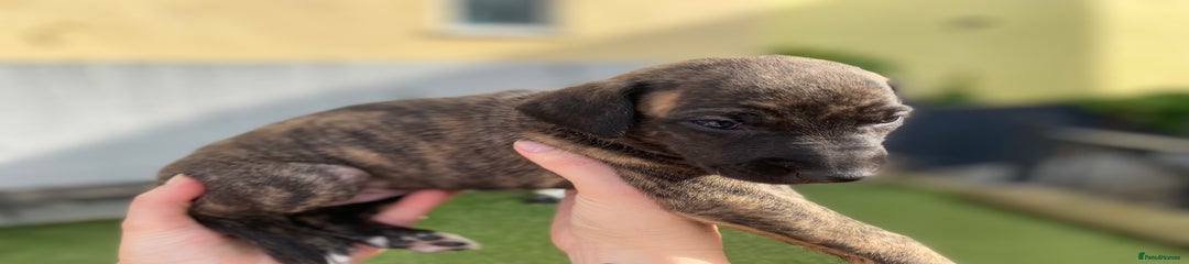 Lurcher Puppy 7