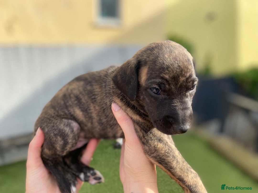 Lurcher dogs for sale: Whippet/greyhound/bull X greyhound/whippet/collieX - Image 12
