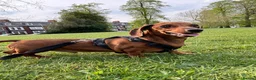 Chiweenie dogs for sale: 1 year old dachshund looking for forever home - Advert 2