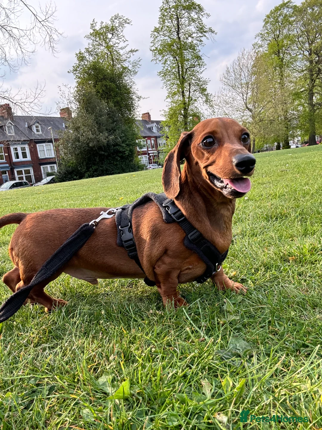 Chiweenie dogs for sale: 1 year old dachshund looking for forever home - Advert 2