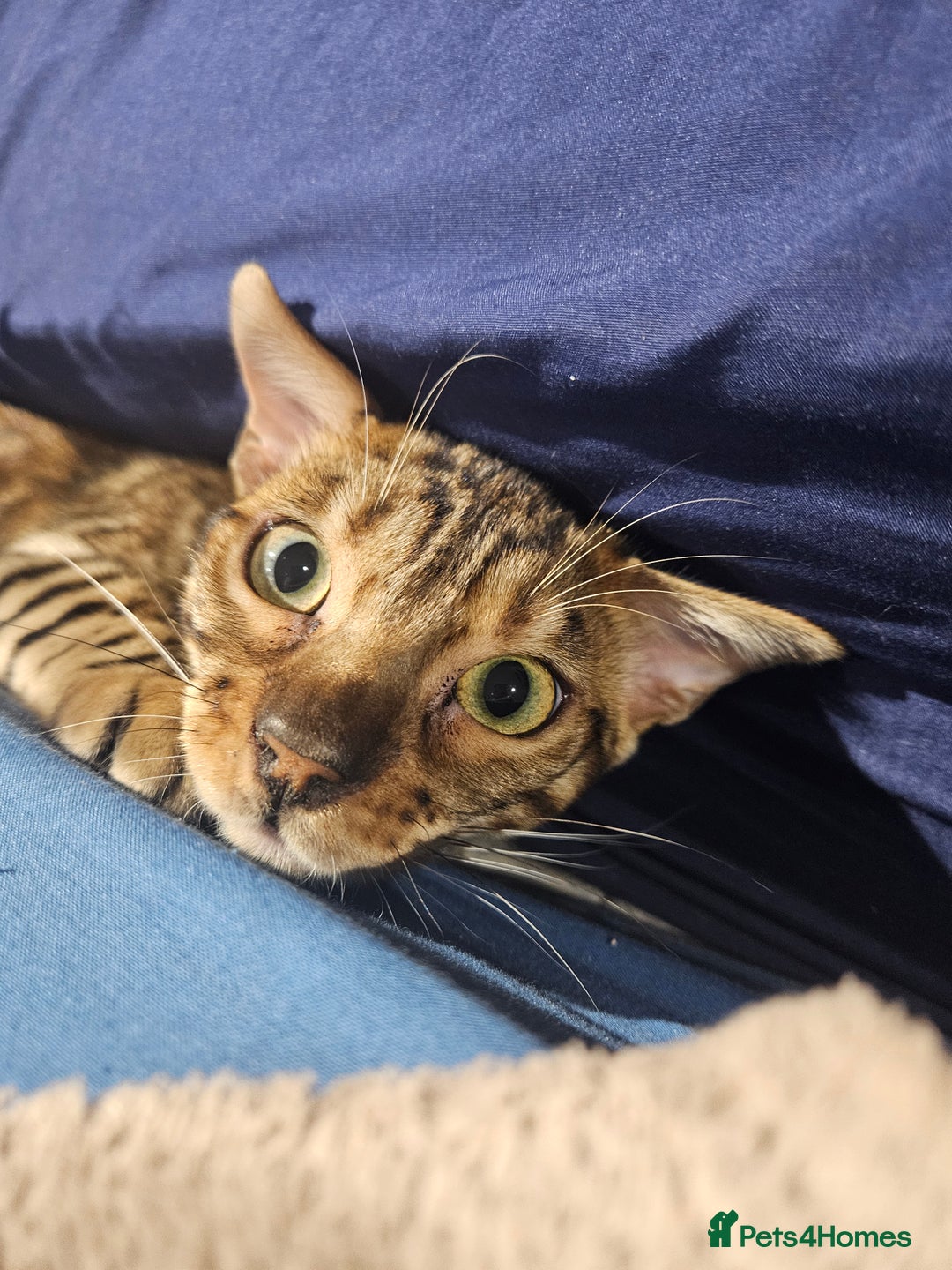 Bengal cats for sale: Beautiful boy for sale  - Advert 2