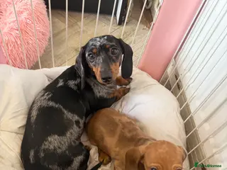 Dachshund dogs Dachshund puppies in Sandbach - Advert 1