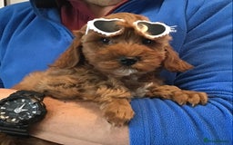 Cockapoo dogs for sale: ADORABLE SMALL MINIATURE F1B COCKAPOO PUPPIES - Image 10