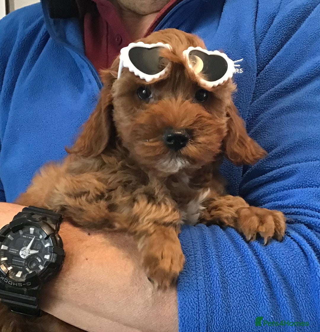 Cockapoo dogs for sale: ADORABLE SMALL MINIATURE F1B COCKAPOO PUPPIES - Image 10