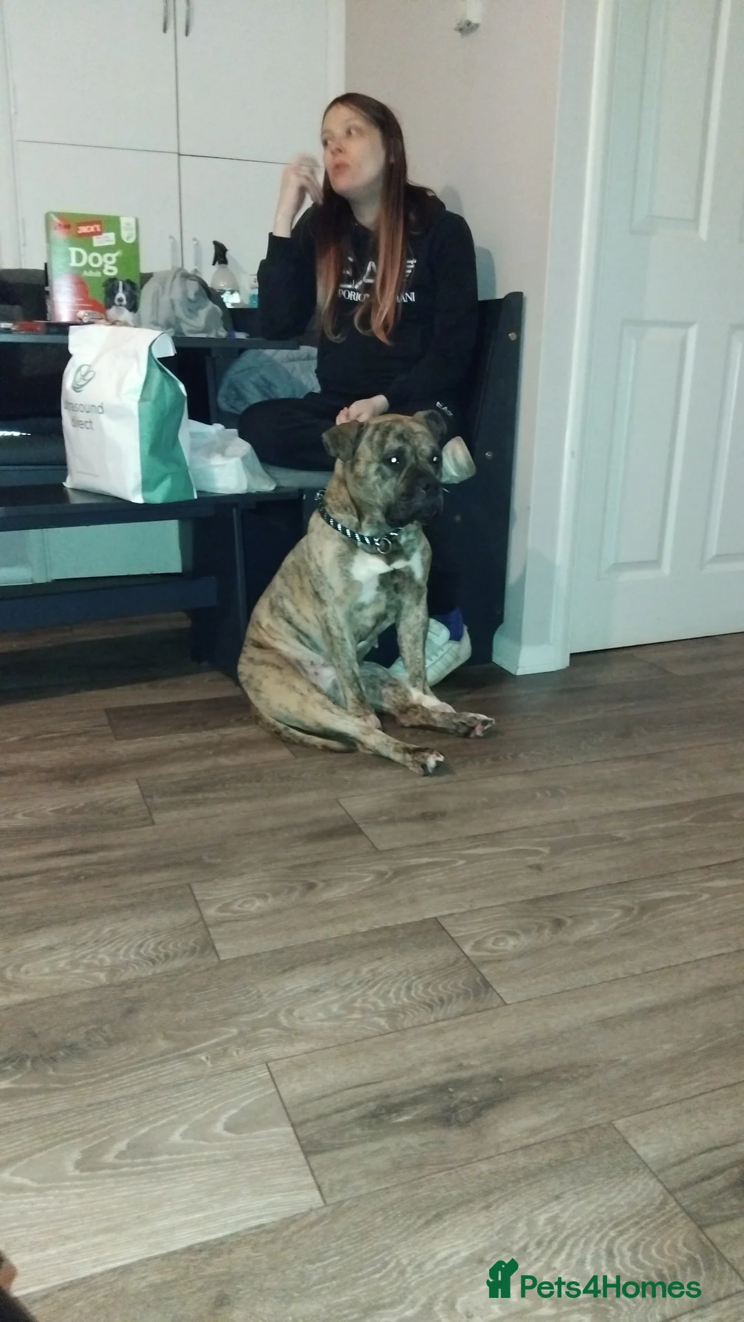 Mixed Breed dogs for sale: Staff cross female - Advert 3