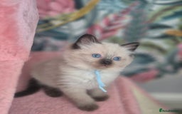 Ragdoll cats for sale: GCCF REGISTERED RAGDOLL KITTENS available septembe - Image 17