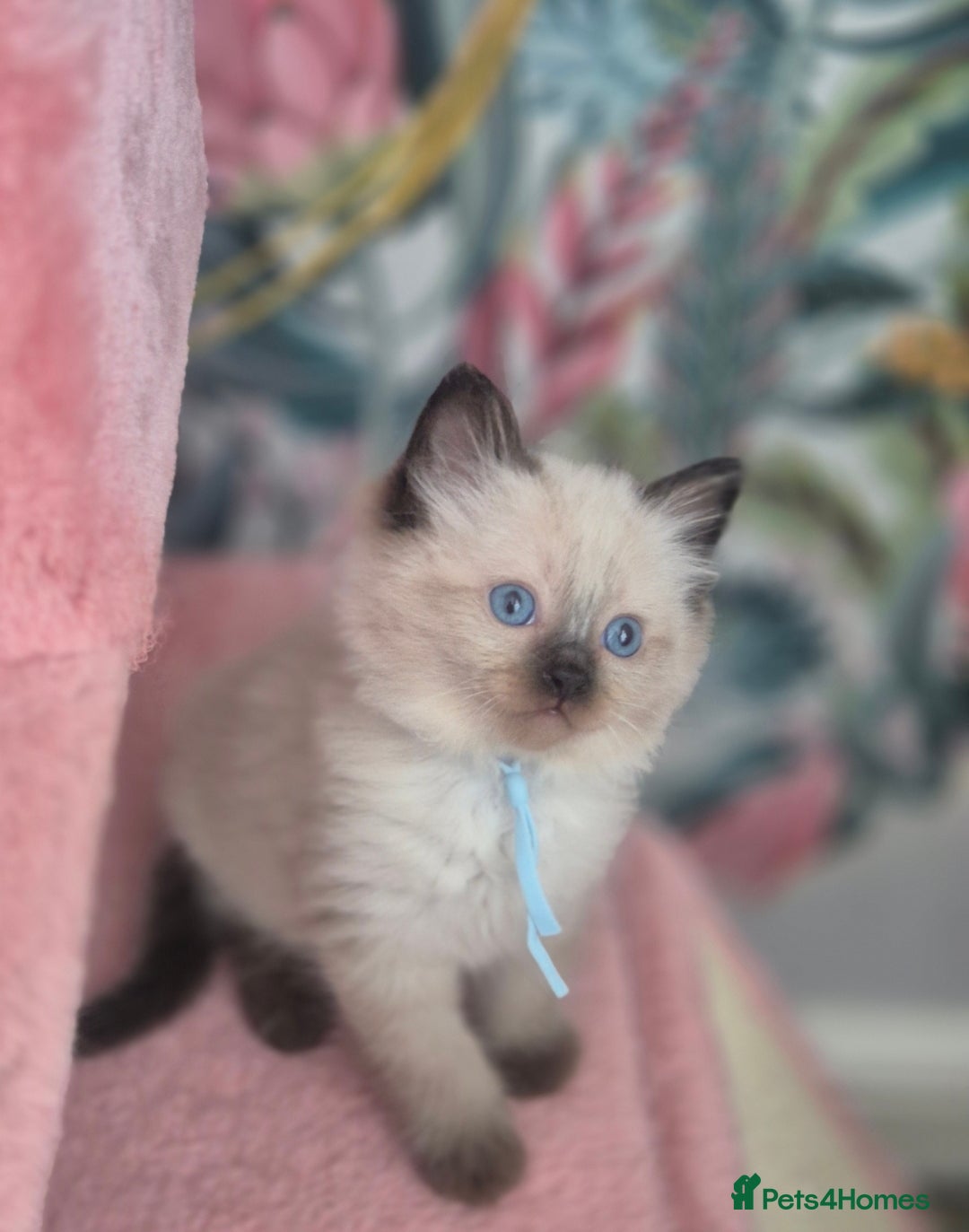 Ragdoll cats for sale: GCCF REGISTERED RAGDOLL KITTENS available septembe - Image 17